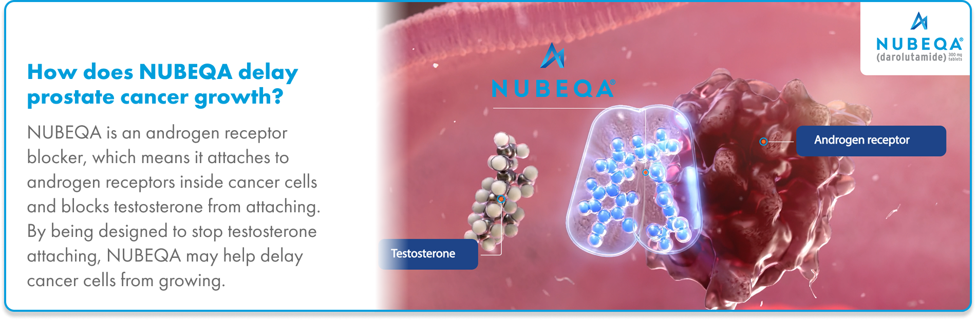 Graphic of Nubeqa (darolutamide) attaching to androgen receptors in prostate cancer cells, blocking testosterone and delaying cancer cell growth