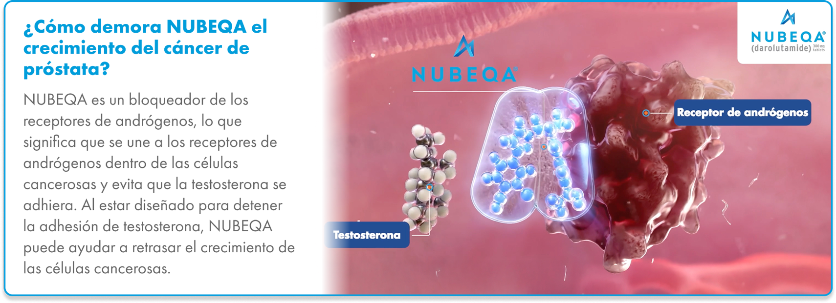 Gráfico de Nubeqa (darolutamida) uniéndose a los receptores de andrógenos en las células de cáncer de próstata, bloqueando la testosterona y retrasando el crecimiento de las células cancerosas.